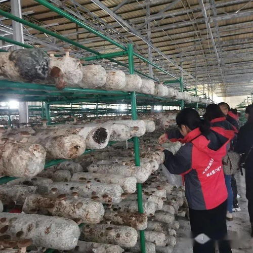 立體農(nóng)業(yè)繪制“一地多用”新圖景 重慶黔江城郊唱出“富民增效歌”